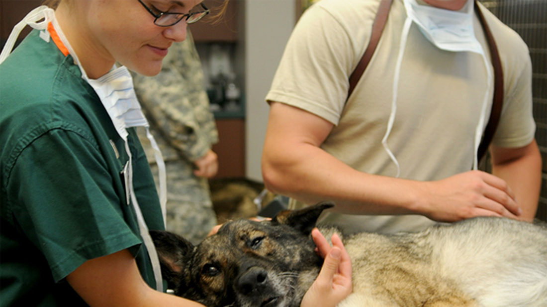 The quickest way to become a Veterinarian Assistant The…
